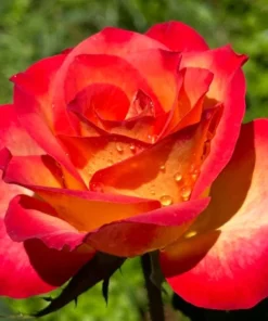 Perfect Moment Hybrid Tea Rose Live Plant - Bicolor Yellow Red Flowers, 5-9 inch Starter - Image 3
