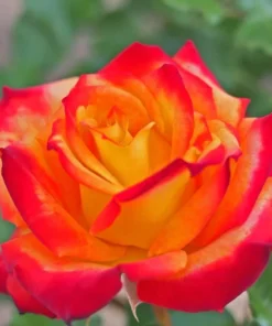 Perfect Moment Hybrid Tea Rose Live Plant - Bicolor Yellow Red Flowers, 5-9 inch Starter - Image 4