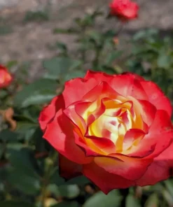 Perfect Moment Hybrid Tea Rose Live Plant - Bicolor Yellow Red Flowers, 5-9 inch Starter - Image 5