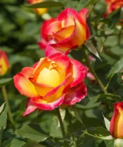 Perfect Moment Hybrid Tea Rose Live Plant - Bicolor Yellow Red Flowers, 5-9 inch Starter - Image 6