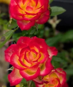 Perfect Moment Hybrid Tea Rose Live Plant - Bicolor Yellow Red Flowers, 5-9 inch Starter - Image 7