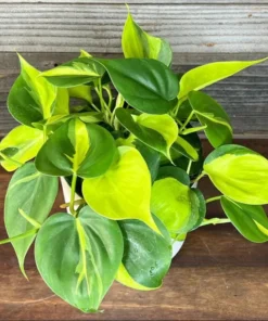 Philodendron Brasil Live Starter Plant - 1 Plug, 1-3 Inch Tall, Indoor Houseplant - Image 2