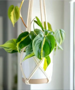 Philodendron Brasil Live Starter Plant - 1 Plug, 1-3 Inch Tall, Indoor Houseplant - Image 3