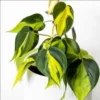 Philodendron Brasil Live Starter Plant - 1 Plug, 1-3 Inch Tall, Indoor Houseplant - Image 1