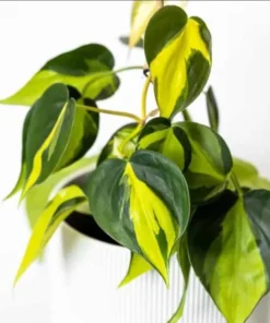 Philodendron Brasil Live Starter Plant - 1 Plug, 1-3 Inch Tall, Indoor Houseplant - Image 1
