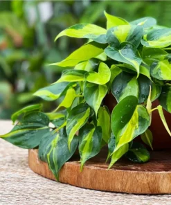 Philodendron Brasil Live Starter Plant - 1 Plug, 1-3 Inch Tall, Indoor Houseplant - Image 4