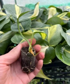 Philodendron Brasil Live Starter Plant - 1 Plug, 1-3 Inch Tall, Indoor Houseplant - Image 6