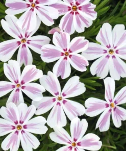 Phlox Candy Stripe Live Plant - Groundcover Perennial with Pink White Blooms - 1 Plug - Image 2