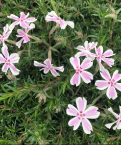 Phlox Candy Stripe Live Plant - Groundcover Perennial with Pink White Blooms - 1 Plug - Image 6