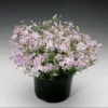Phlox Candy Stripe Live Plant - Groundcover Perennial with Pink White Blooms - 1 Plug - Image 1