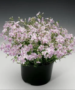 Phlox Candy Stripe Live Plant - Groundcover Perennial with Pink White Blooms - 1 Plug - Image 1