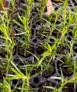 Phlox Candy Stripe Plugs - 2 Live Perennial Groundcover Plants, Pink White Blooms, 1-3