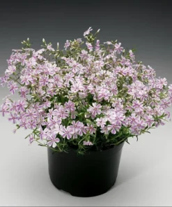 Phlox Candy Stripe Plugs - 2 Live Perennial Groundcover Plants, Pink White Blooms, 1-3" Tall - Image 2