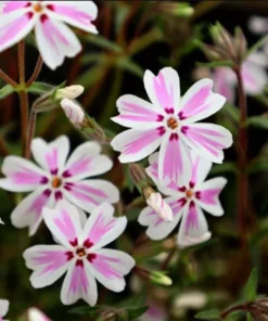 Phlox Candy Stripe Plugs - 2 Live Perennial Groundcover Plants, Pink White Blooms, 1-3