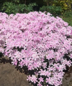 Phlox Candy Stripe Plugs - 2 Live Perennial Groundcover Plants, Pink White Blooms, 1-3
