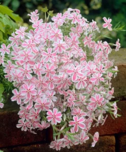 Phlox Candy Stripe Plugs - 2 Live Perennial Groundcover Plants, Pink White Blooms, 1-3