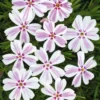 Phlox Candy Stripe Plugs - 2 Live Perennial Groundcover Plants, Pink White Blooms, 1-3" Tall - Image 1