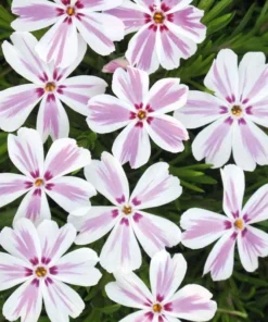 Phlox Candy Stripe Plugs - 2 Live Perennial Groundcover Plants, Pink White Blooms, 1-3" Tall - Image 1