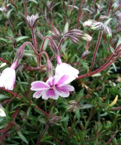 Phlox Candy Stripe Plugs - 2 Live Perennial Groundcover Plants, Pink White Blooms, 1-3