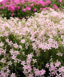 Phlox Candy Stripe Plugs - 2 Live Perennial Groundcover Plants, Pink White Blooms, 1-3