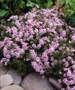 Phlox Candy Stripe Plugs - 2 Live Perennial Groundcover Plants, Pink White Blooms, 1-3