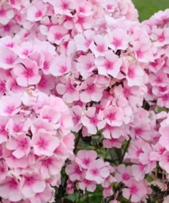 Phlox Magical Pink EyeZ Live Plant – Tall Garden Phlox Starter Plug, 1-3 Inch - Image 4