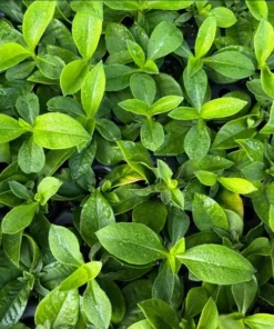 Phlox Magical Pink EyeZ Live Plant – Tall Garden Phlox Starter Plug, 1-3 Inch - Image 5