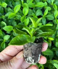 Phlox Magical Pink EyeZ Live Plant – Tall Garden Phlox Starter Plug, 1-3 Inch - Image 6