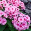 Phlox Magical Pink EyeZ Live Plant – Tall Garden Phlox Starter Plug, 1-3 Inch - Image 1
