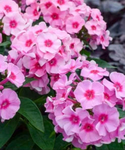 Phlox Magical Pink EyeZ Live Plant – Tall Garden Phlox Starter Plug, 1-3 Inch - Image 1
