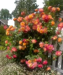 Pinata Climbing Rose Live Plant, Golden Yellow Orange Double Blooms, 5-7 Inch Tall Starter, Fragrant Climber - Image 2