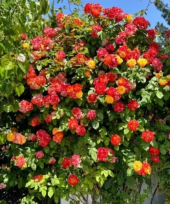 Pinata Climbing Rose Live Plant, Golden Yellow Orange Double Blooms, 5-7 Inch Tall Starter, Fragrant Climber - Image 3