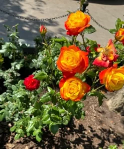 Pinata Climbing Rose Live Plant, Golden Yellow Orange Double Blooms, 5-7 Inch Tall Starter, Fragrant Climber - Image 5