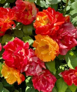 Pinata Climbing Rose Live Plant, Golden Yellow Orange Double Blooms, 5-7 Inch Tall Starter, Fragrant Climber - Image 6