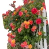 Pinata Climbing Rose Live Plant, Golden Yellow Orange Double Blooms, 5-7 Inch Tall Starter, Fragrant Climber - Image 1