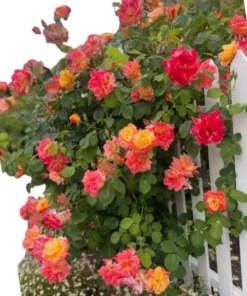 Pinata Climbing Rose Live Plant, Golden Yellow Orange Double Blooms, 5-7 Inch Tall Starter, Fragrant Climber - Image 1