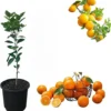 Pineapple Orange Tree Live Plant, 2-3 Ft Sweet Citrus, 3 Gallon Pot, Outdoor Garden - Image 1