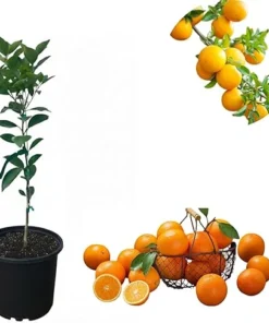 Pineapple Orange Tree Live Plant, 2-3 Ft Sweet Citrus, 3 Gallon Pot, Outdoor Garden - Image 1