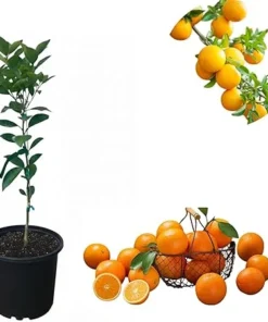 Pineapple Orange Tree Live Plant, 2-3 Ft Sweet Citrus, 3 Gallon Pot, Outdoor Garden - Image 3
