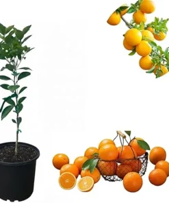 Pineapple Orange Tree Live Plant 2-3 ft Tall in 3 Gallon Pot - Sweet Citrus Fruit - Image 6
