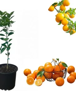 Pineapple Orange Tree Live Plant 2-3 ft Tall in 3 Gallon Pot - Sweet Citrus Fruit - Image 7