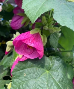 Pink Abutilon Plant Live - Flowering Maple Lantern Flowers 5-8