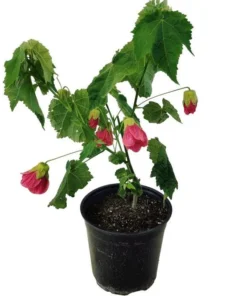 Pink Abutilon Plant Live - Flowering Maple Lantern Flowers 5-8