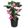 Pink Abutilon Plant Live - Flowering Maple Lantern Flowers 5-8" Tall Indoor/Outdoor - Image 1