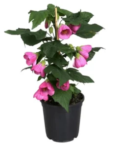 Pink Abutilon Plant Live - Flowering Maple Lantern Flowers 5-8" Tall Indoor/Outdoor - Image 1