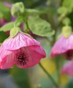 Pink Abutilon Plant Live - Flowering Maple Lantern Flowers 5-8