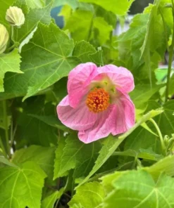Pink Abutilon Plant Live - Flowering Maple Lantern Flowers 5-8