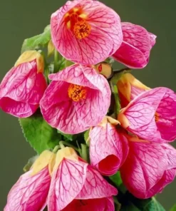 Pink Abutilon Plant Live - Flowering Maple Lantern Flowers 5-8