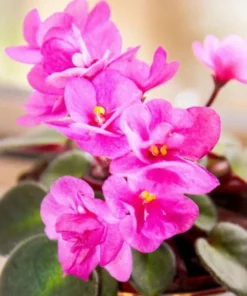 Pink African Violet Live Plant - Blooming Houseplant, 3-5 Inch Tall, 4 Inch Pot - Image 2