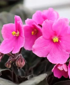 Pink African Violet Live Plant - Blooming Houseplant, 3-5 Inch Tall, 4 Inch Pot - Image 3